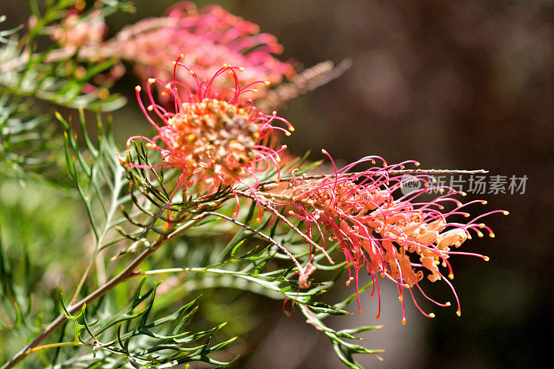 Grevillea Banksii /红色丝滑橡木花